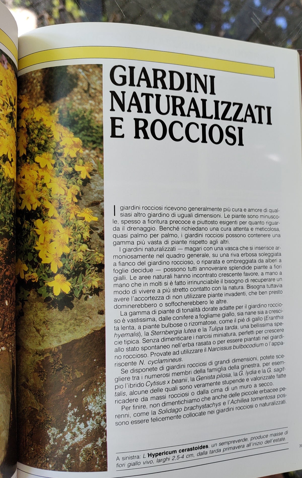 Oro e giallo