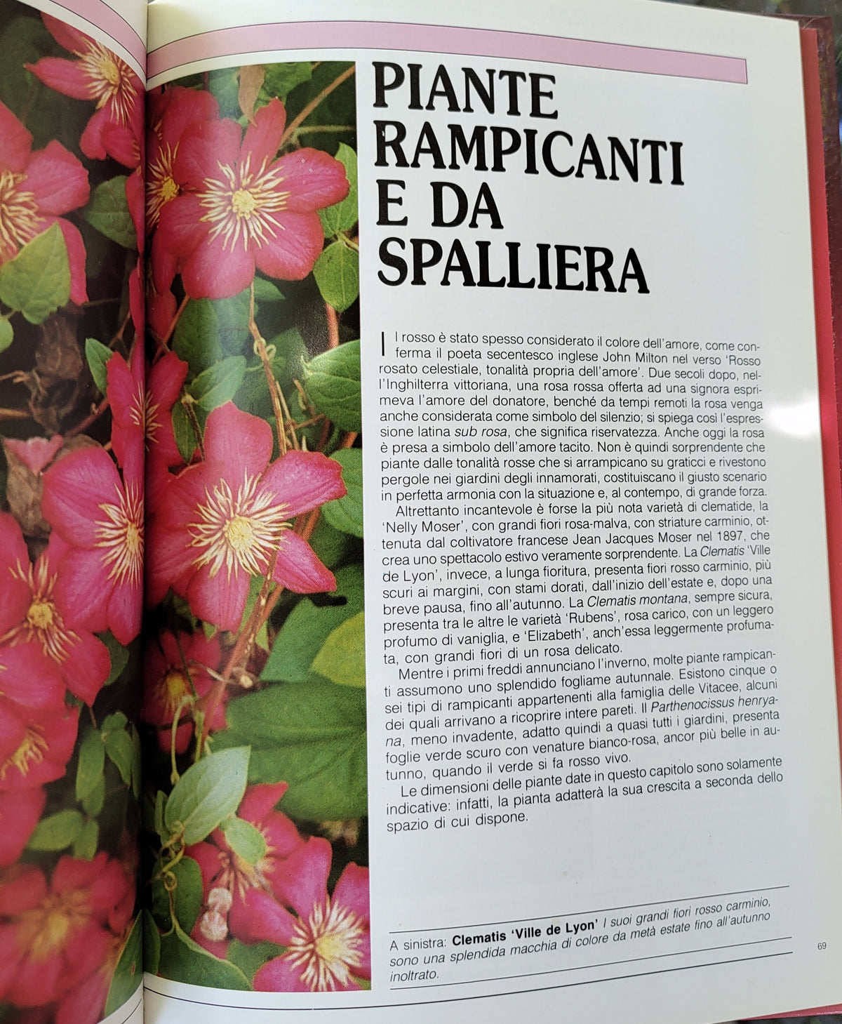 Rosso e rosa
