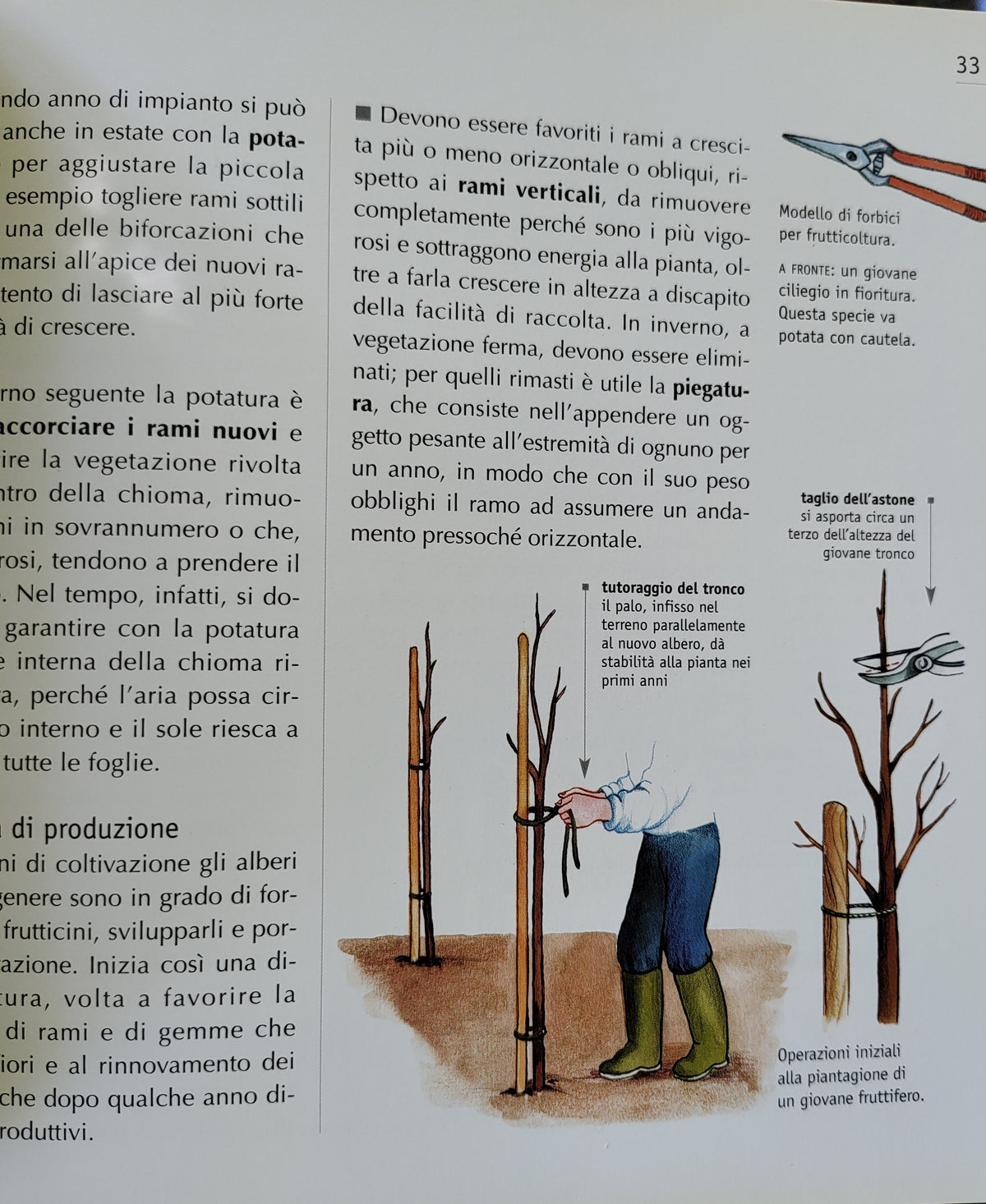 Potatura del giardino