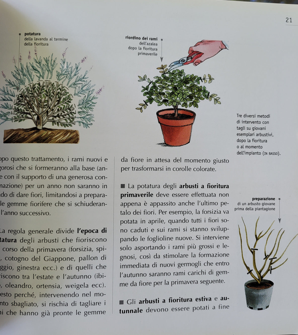 Potatura del giardino