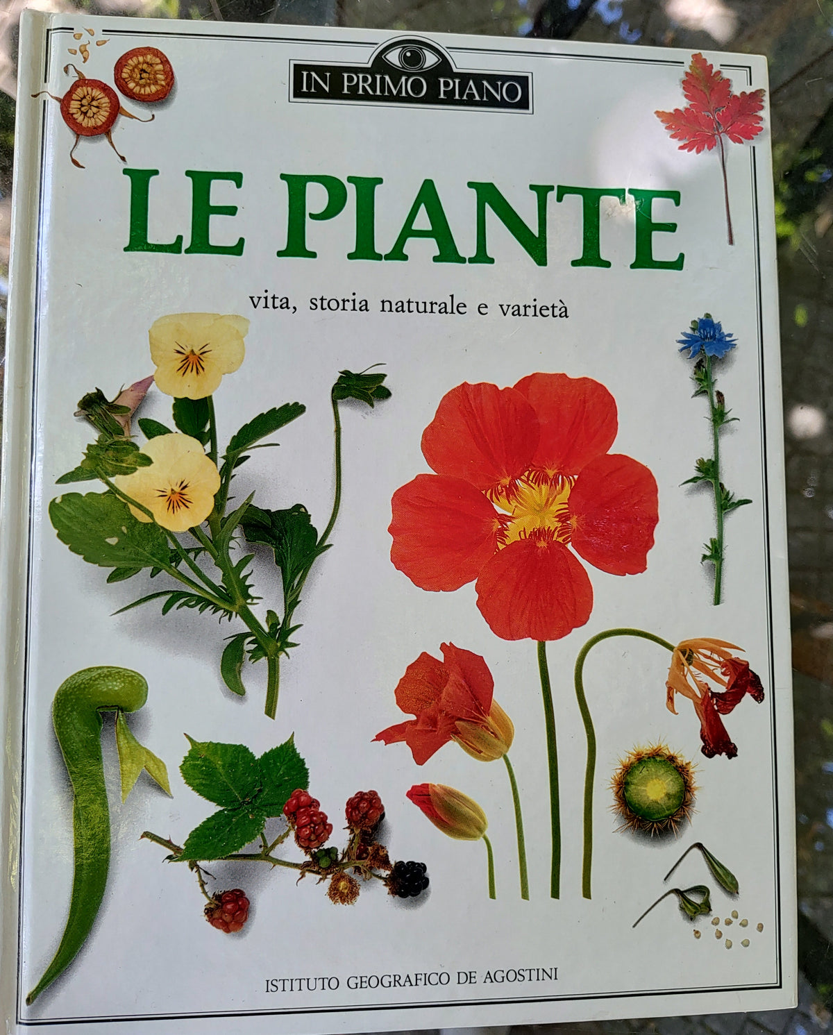Le piante