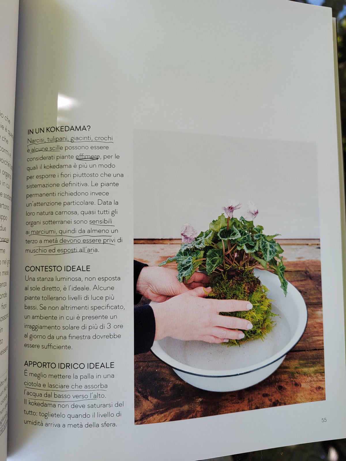 Kokedama - L'arte giapponese delle piante sospese