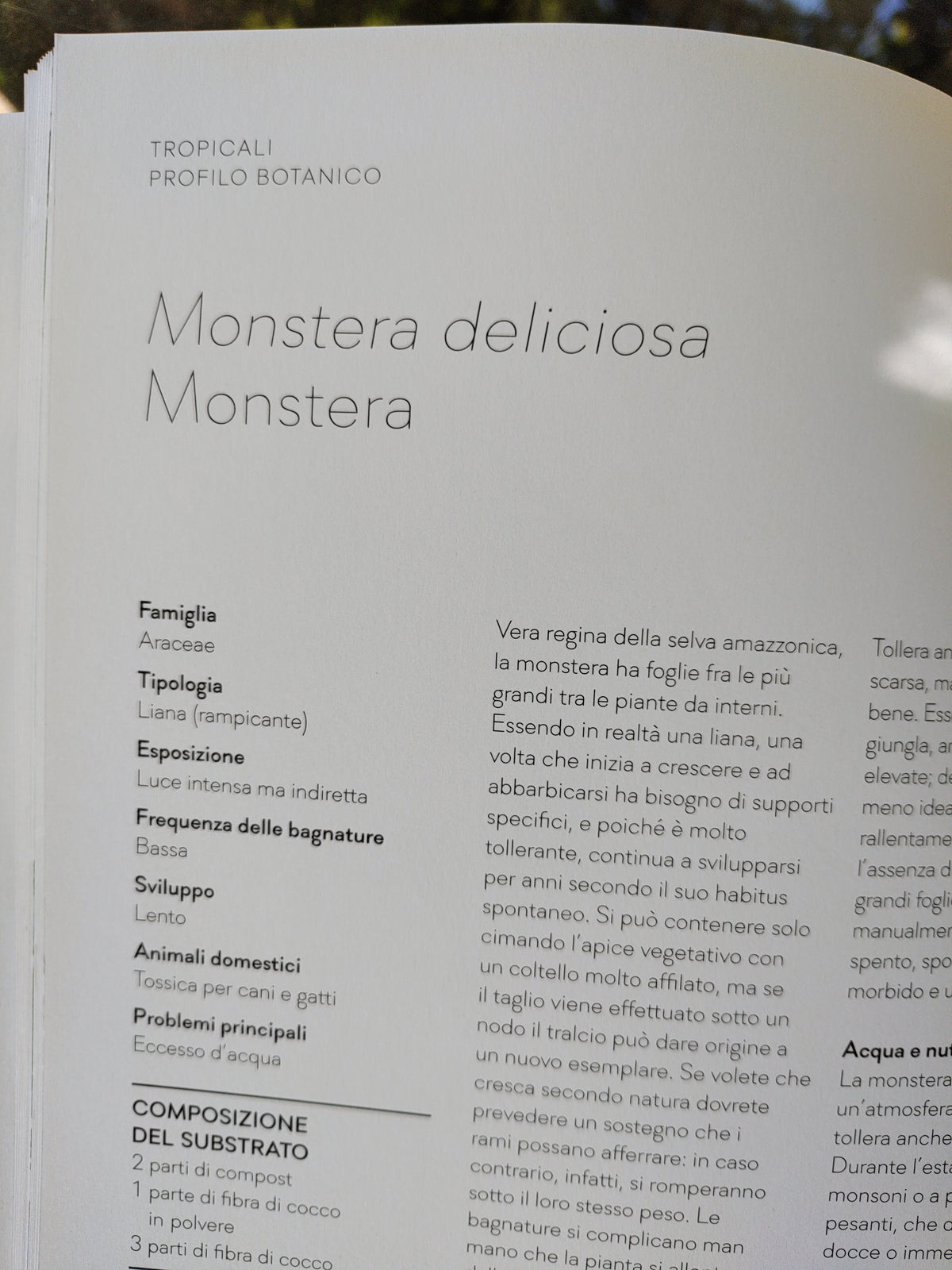 Kokedama - L'arte giapponese delle piante sospese