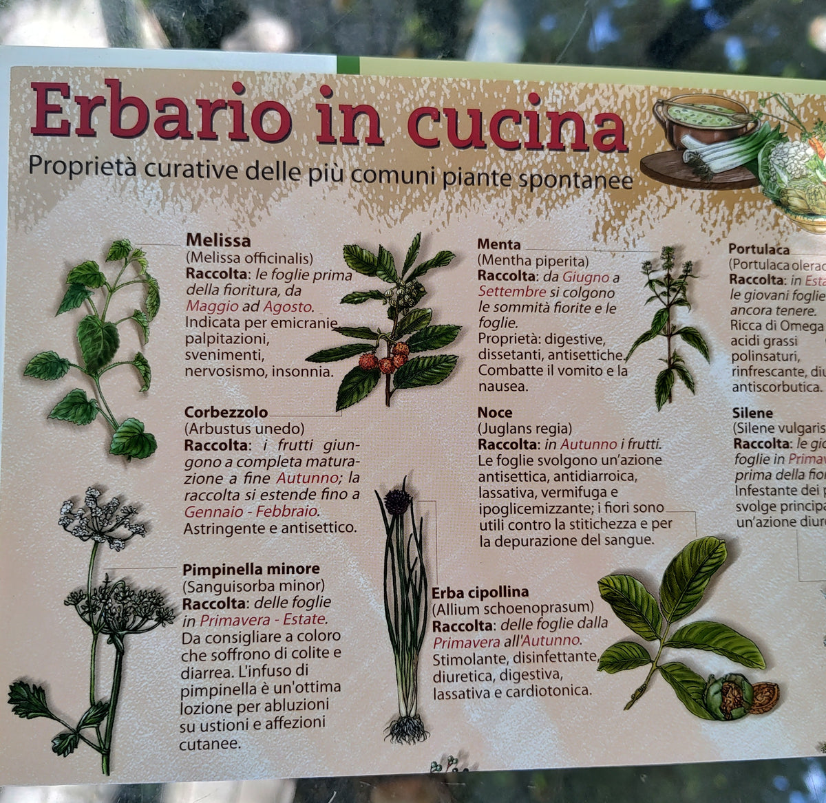 Piante spontanee in cucina