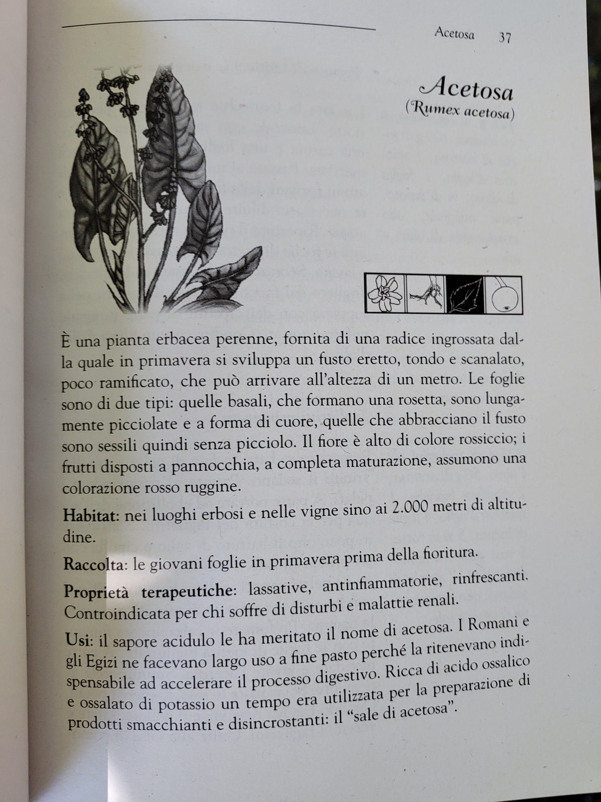 Piante spontanee in cucina