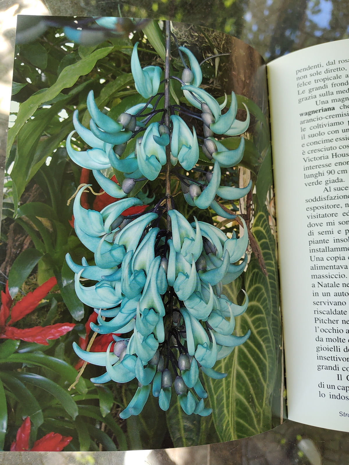 La Mortella - Il libro del giardino di Susana Walton