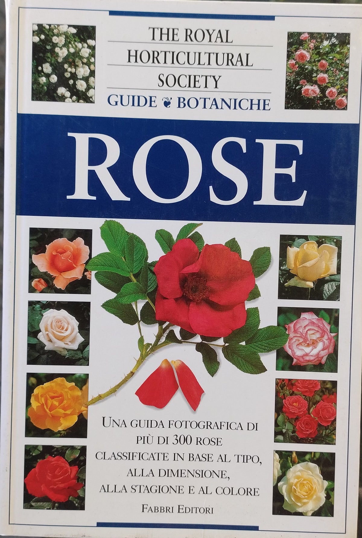 Rose RHS